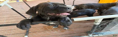 Cane Corso 5