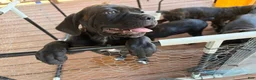 Cane Corso dogs for sale: Cane Corso 5 - Ad 1