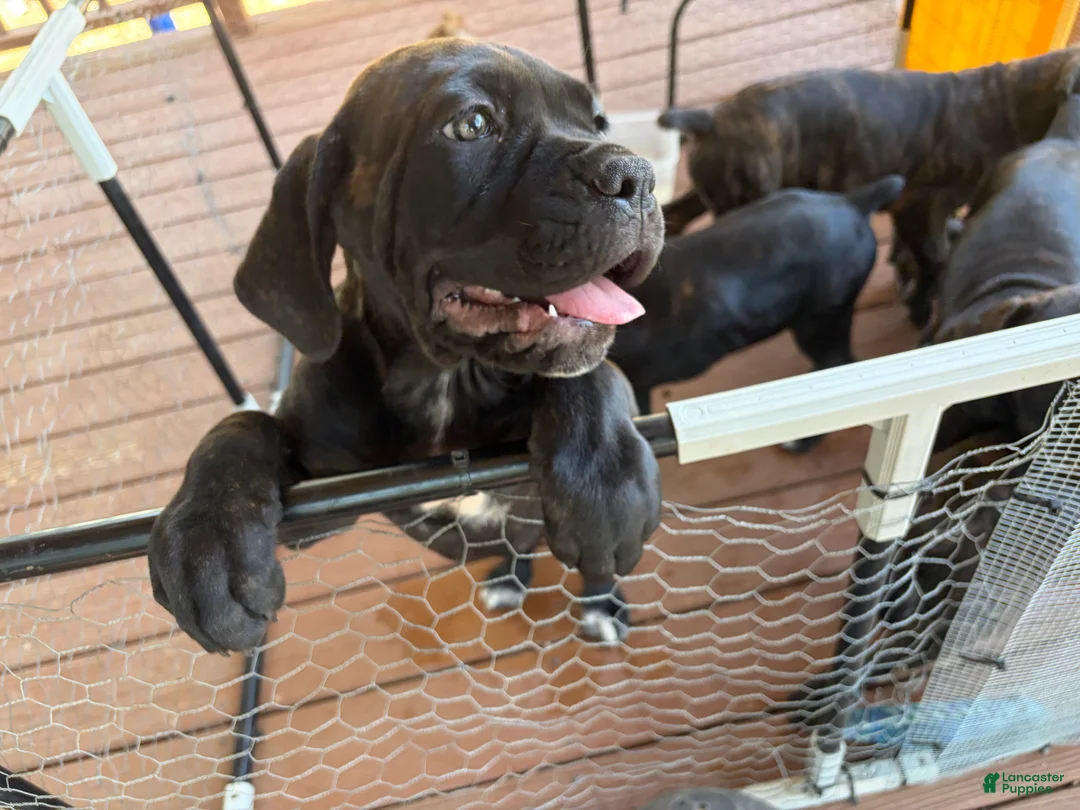 Cane Corso dogs for sale: Cane Corso 5 - Ad 1
