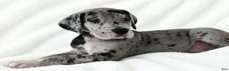 Great Dane dogs for sale: Orkid - Ad 2