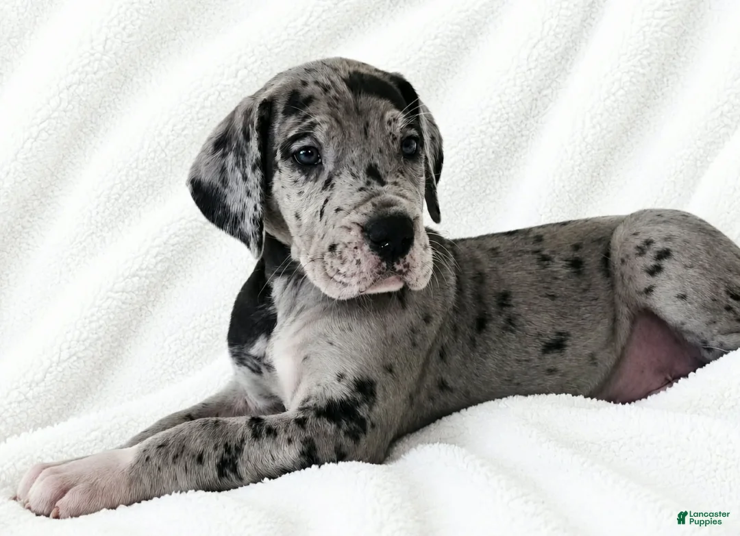 Great Dane dogs for sale: Orkid - Ad 2