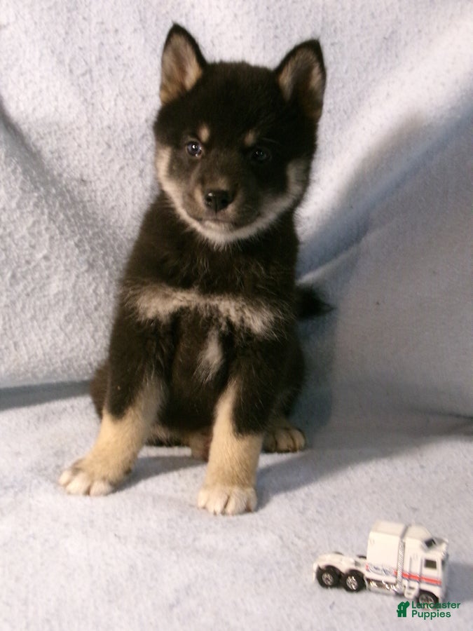 Pomsky dogs Bill - Ad 1
