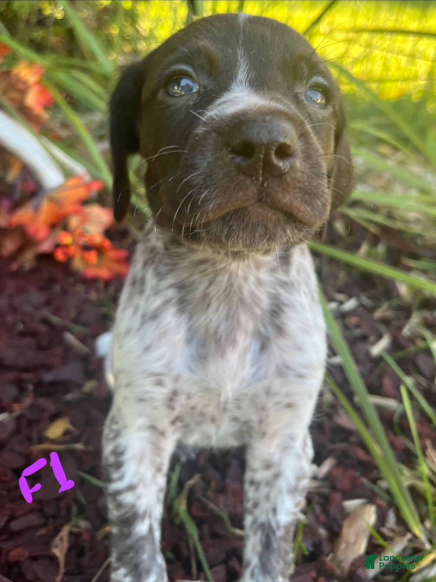 German Shorthaired Pointer dogs F1 - Ad 2