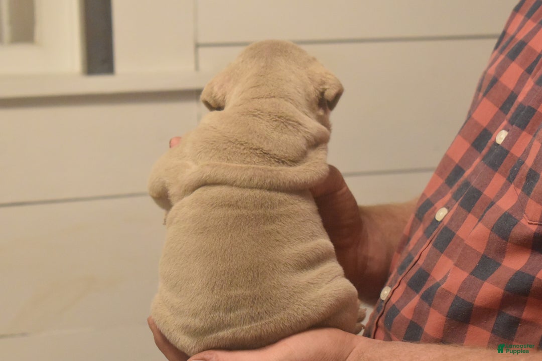 English Bulldog dogs for sale: Chip - Ad 3