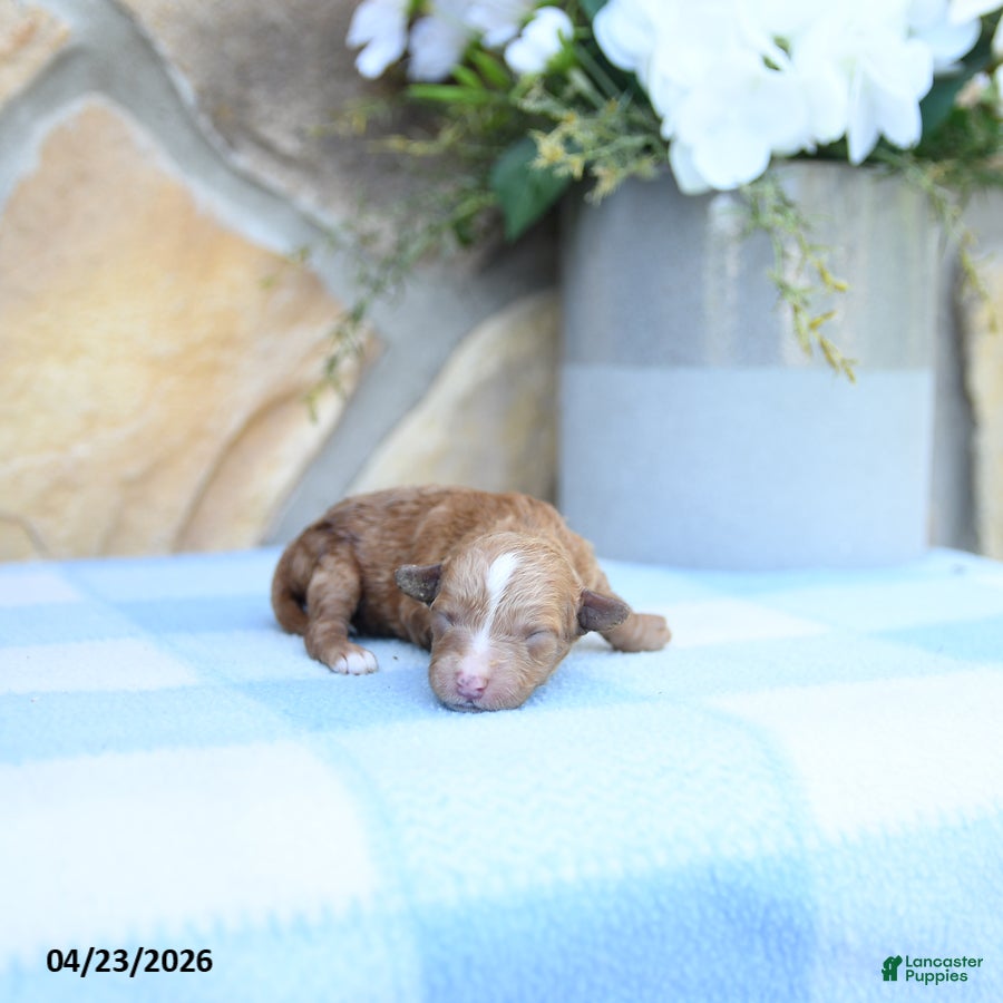 Cavapoo dogs Flora   - Ad 2