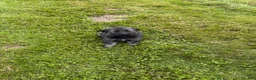 German Shepherd dogs for sale: Lighter sable boy - Ad 3