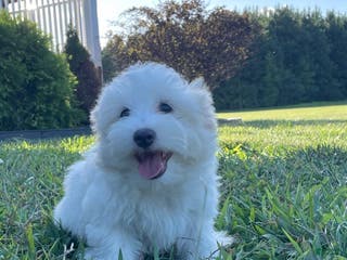 Coton De Tulear dogs Coton De Tulear Puppy 1 - Ad 7