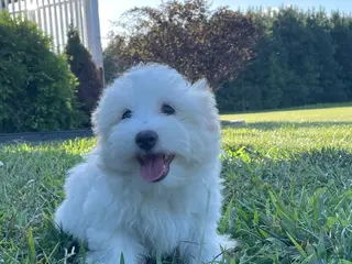 Coton De Tulear dogs Coton De Tulear Puppy 1 - Ad 3