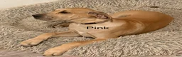 Great Dane dogs for sale: Pink - Ad 1