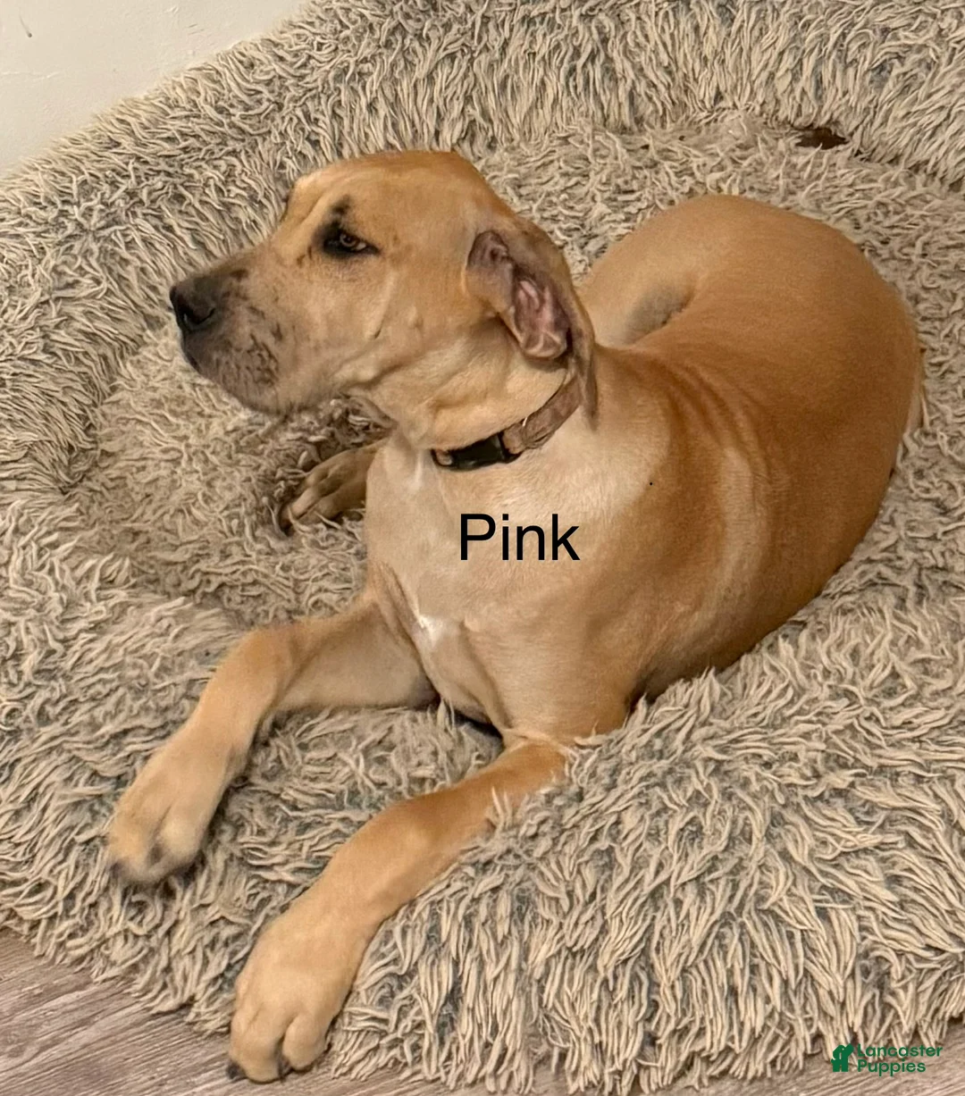 Great Dane dogs for sale: Pink - Ad 1