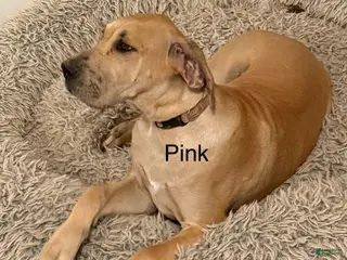 Great Dane dogs Pink - Ad 31