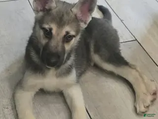 Gerberian Shepsky dogs Beast - Ad 12