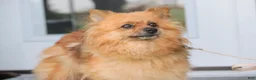 Pomeranian dogs for sale: Bluey Pomeranian  - Ad 8
