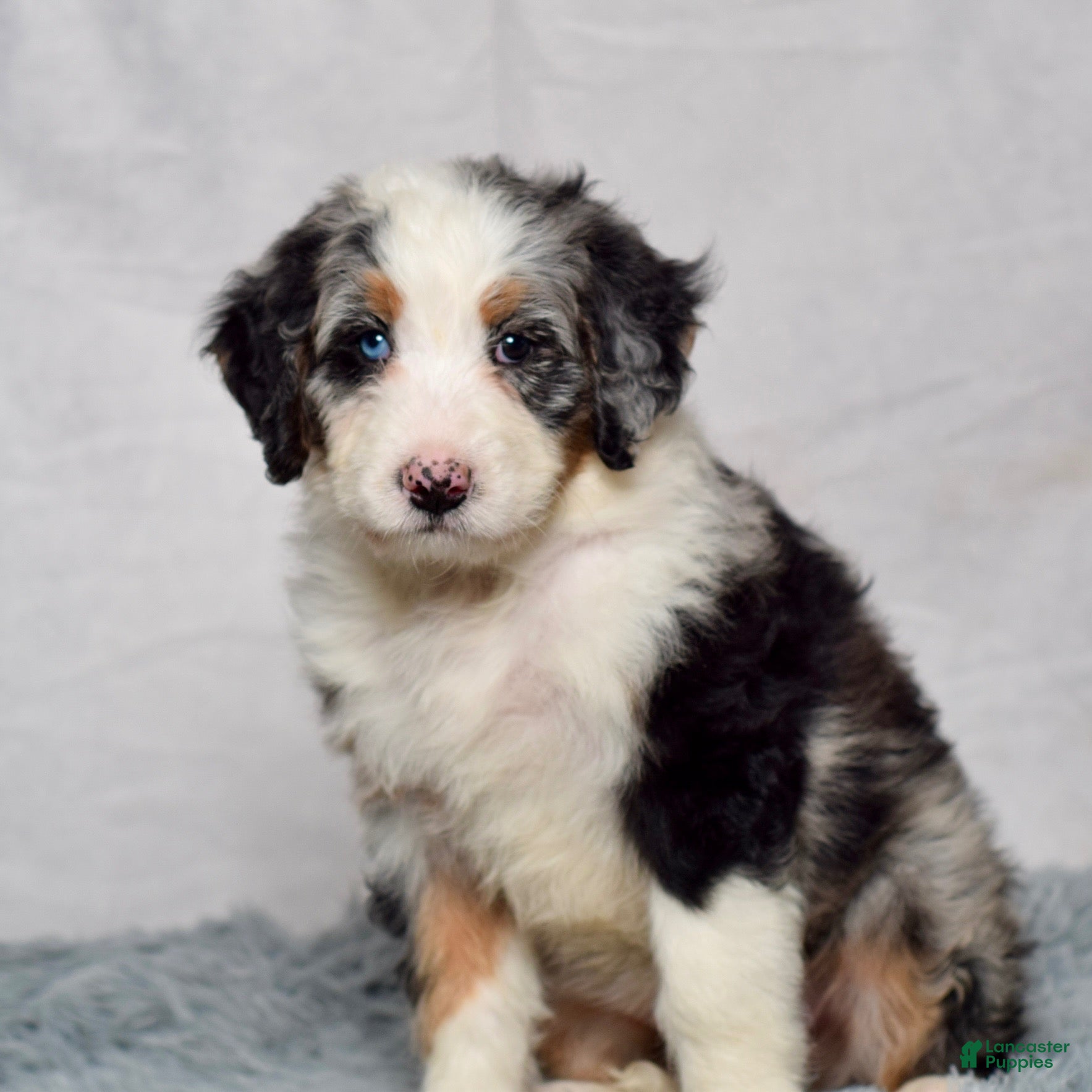 Bernedoodle dogs Willow - Ad 1