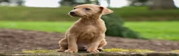 Miniature Pinscher dogs for sale: ARCHIE - Ad 5