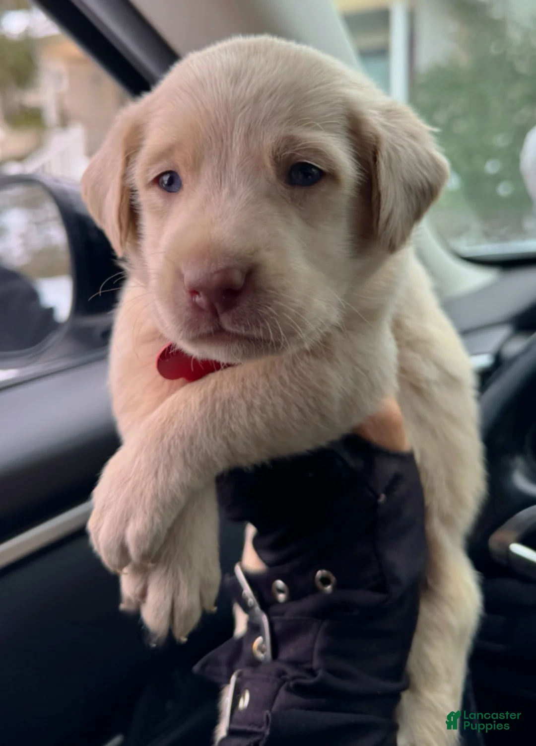 Labrador Retriever dogs for sale: Labrador Retriever Puppy 1 - Ad 14