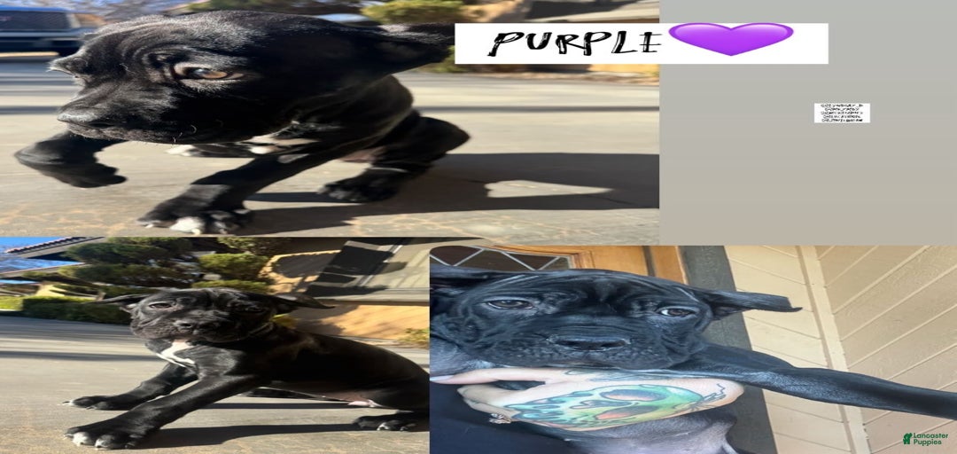 Gallery Image {{count}}