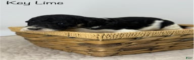 Key Lime