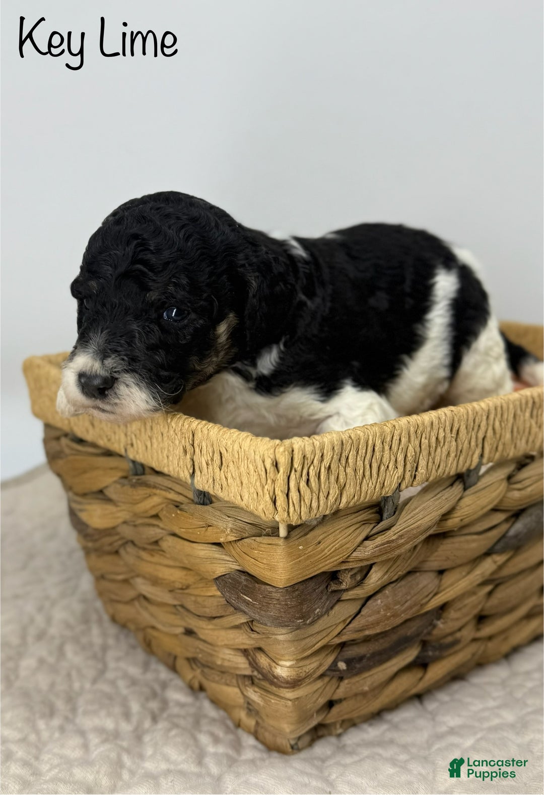 Sheepadoodle dogs for sale: Key Lime - Ad 1