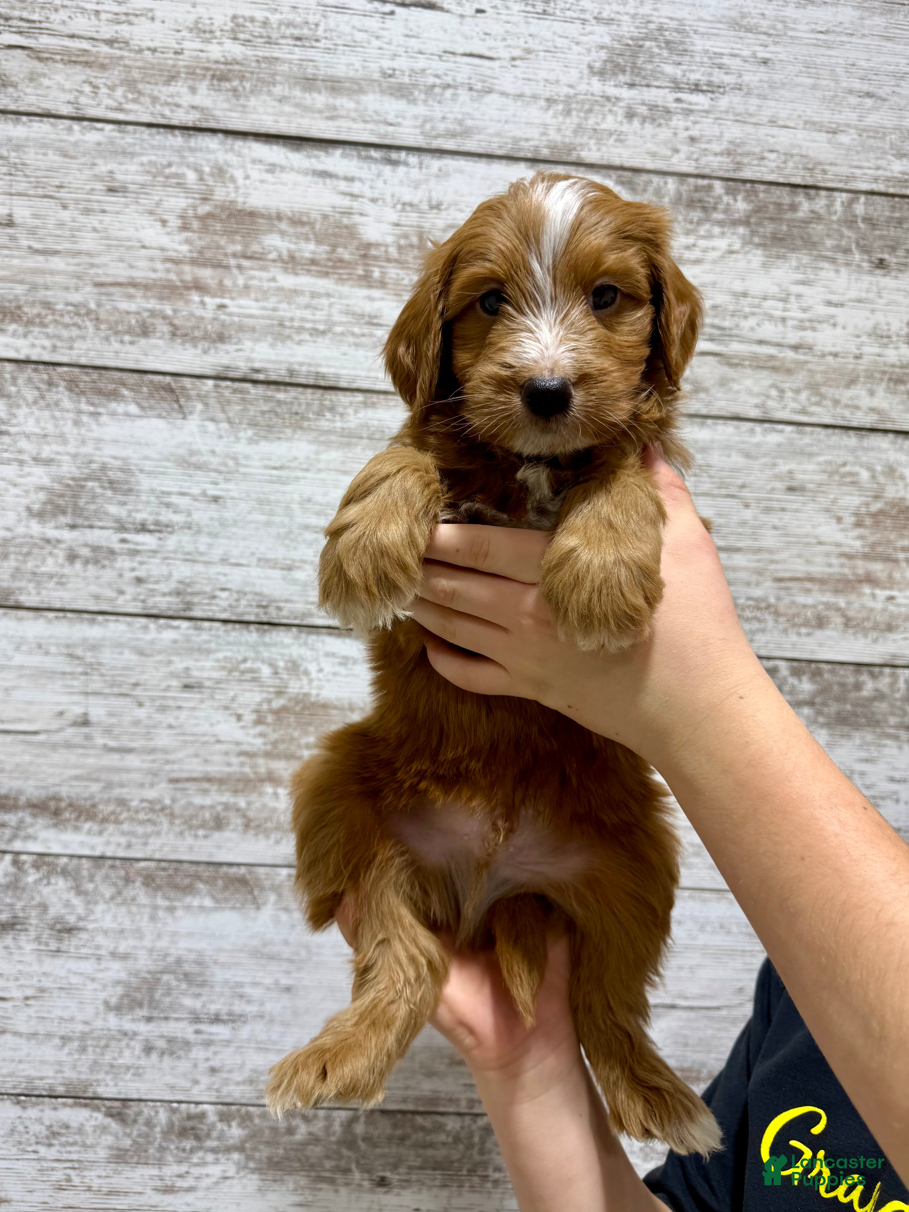 Mini Goldendoodle dogs Liam - Ad 7