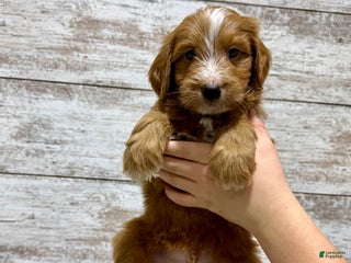Mini Goldendoodle dogs Liam - Ad 3