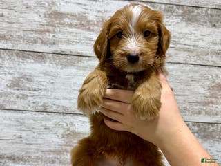 Mini Goldendoodle dogs Liam - Ad 11