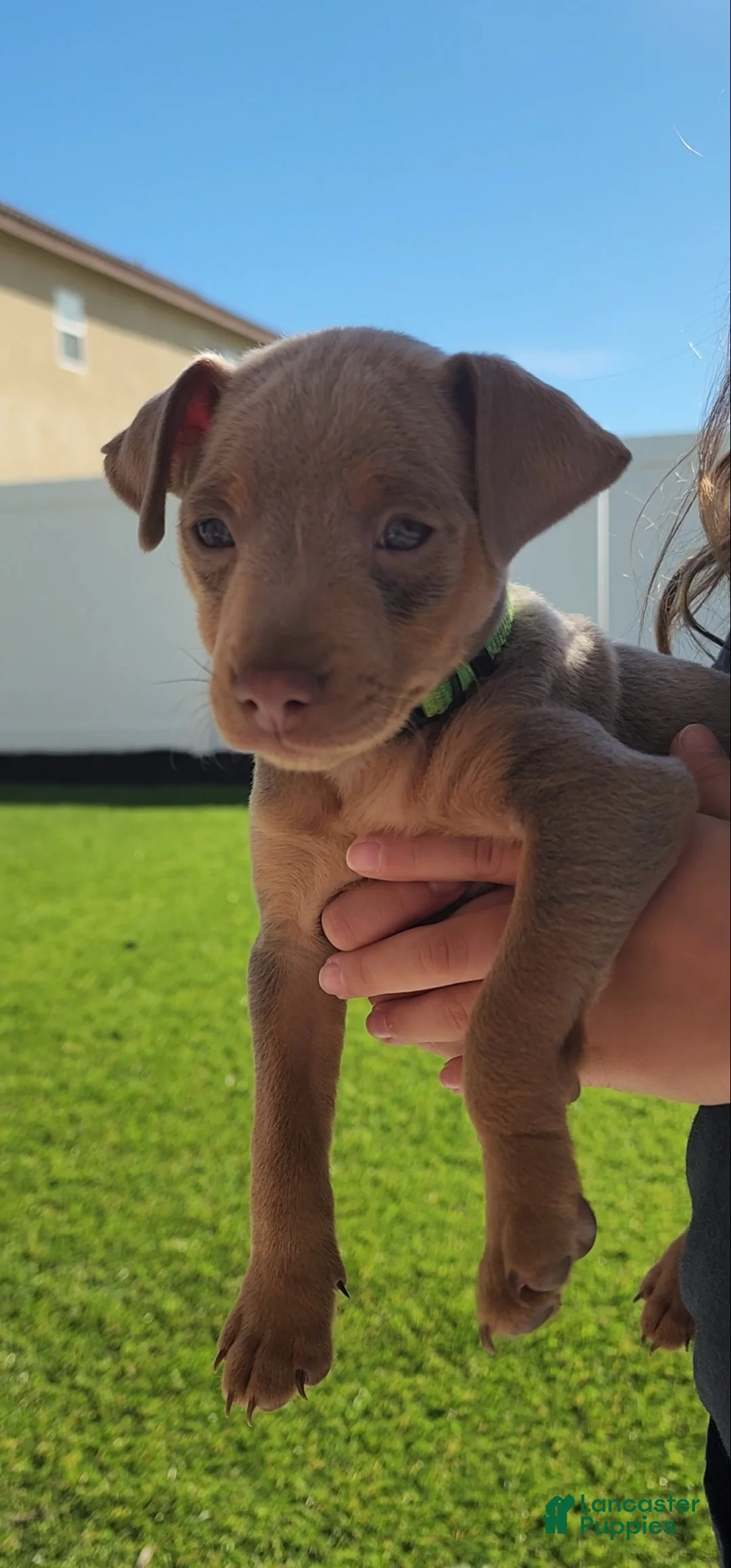 Miniature Pinscher dogs for sale: Miniature Pinscher Puppy 2 - Ad 1