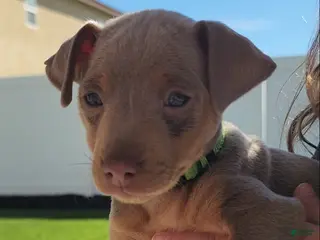 Miniature Pinscher dogs Miniature Pinscher Puppy 2 - Ad 40