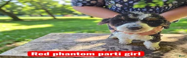 Red Collar parti-phantom