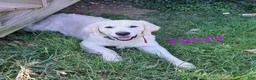 Mini Goldendoodle dogs for sale: Skya - Ad 6
