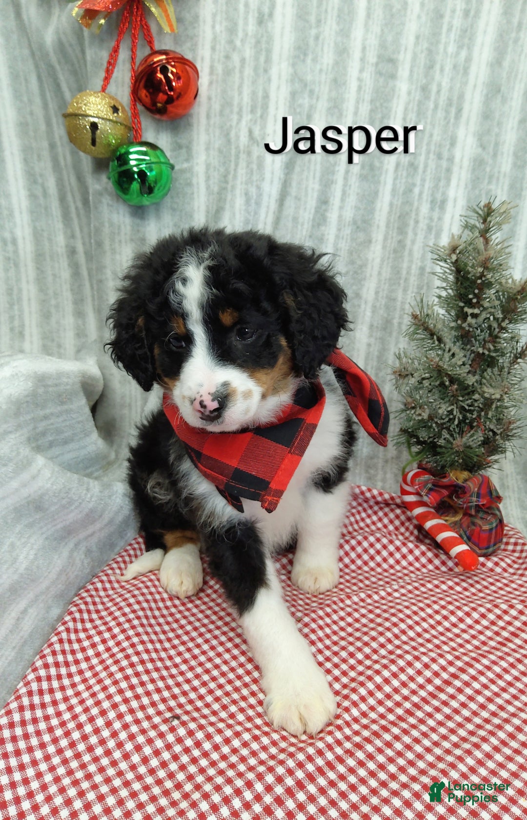 Mini Bernedoodle dogs for sale:  Jasper  - Ad 5