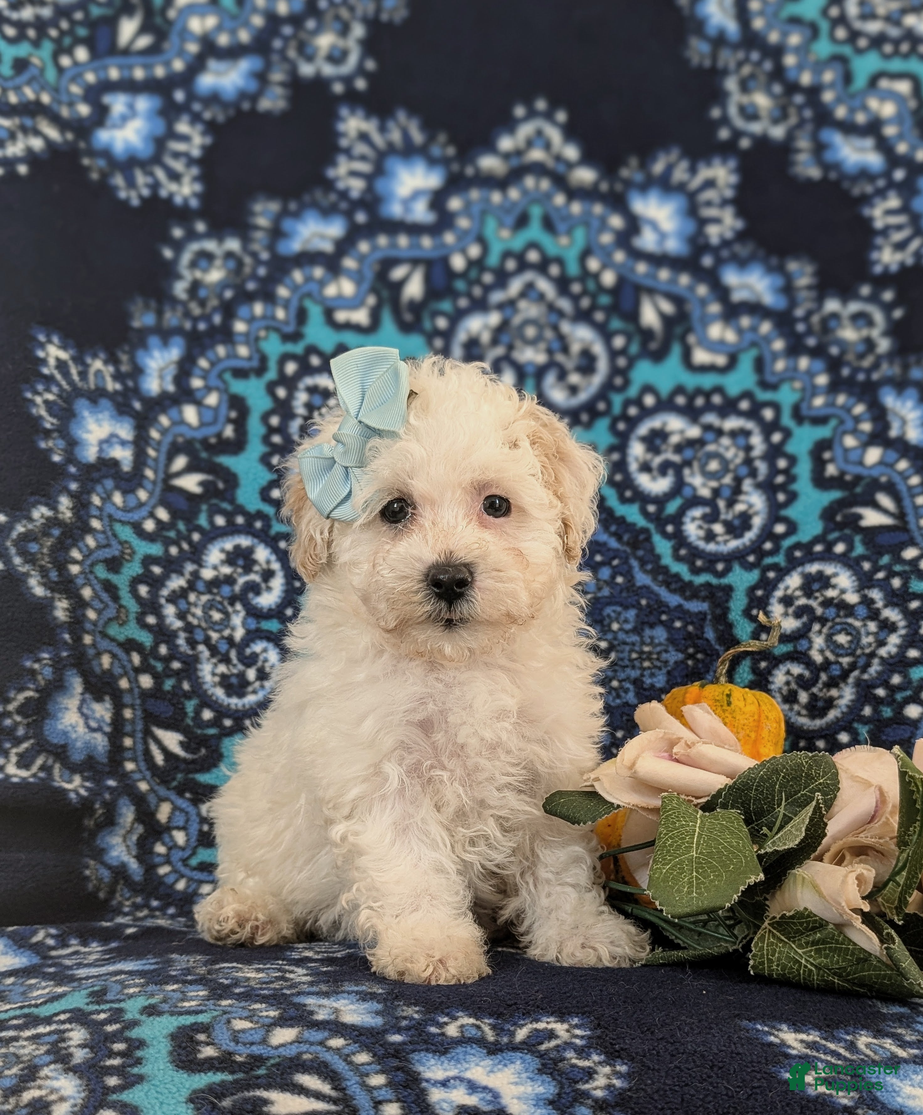 Maltipoo dogs for sale: Jade Hypoallergenic - Ad 2