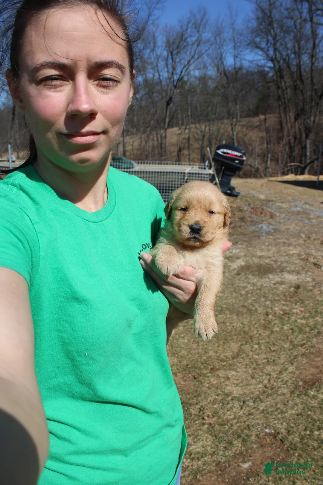 Golden Retriever dogs for sale: Quart - Ad 2