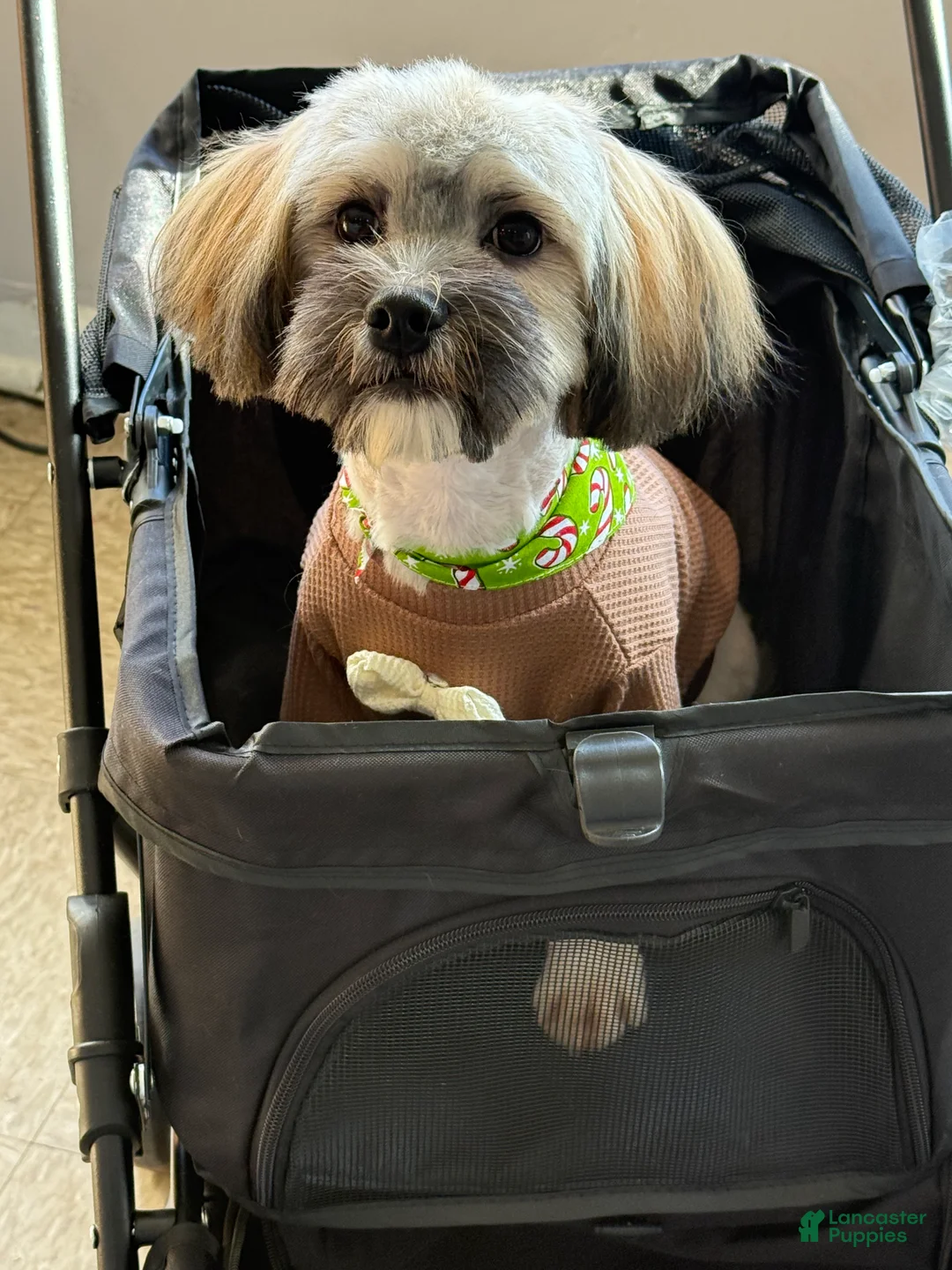 Mixed Breed dogs for sale: Charlie Cooper - Ad 10