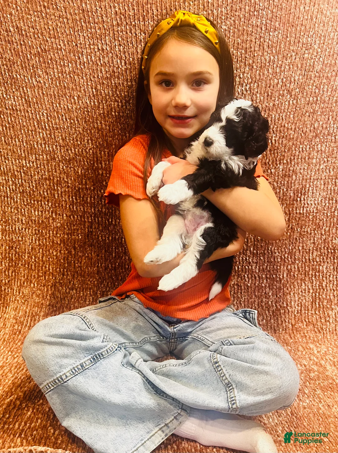 Mini Sheepadoodle dogs for sale: Geno - Ad 2