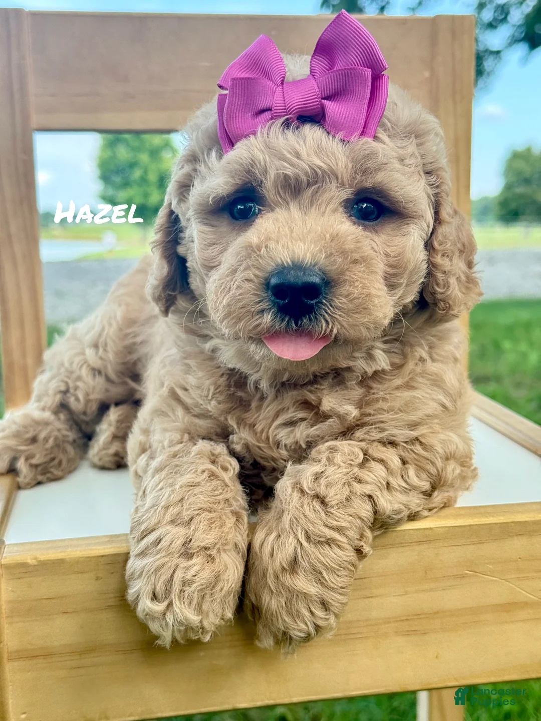 Mini Goldendoodle dogs for sale: Hazel - Mini Goldendoodle - Ad 1