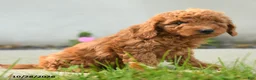 Goldendoodle dogs for sale: Cheeto - Ad 3