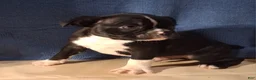 Boston Terrier dogs for sale: Elliott - Ad 5