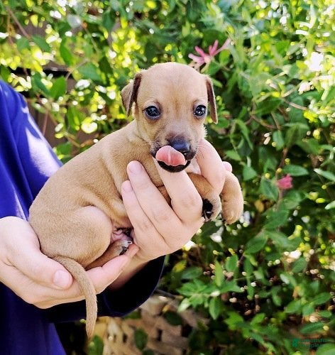 Italian Greyhound dogs Sebastian - Ad 1