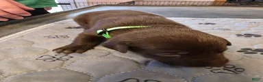 L-green 