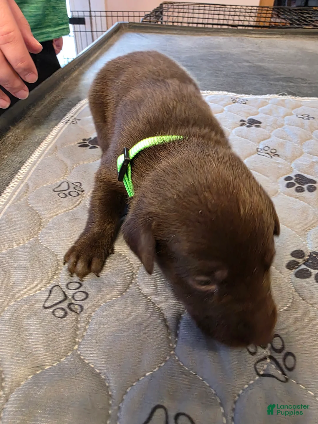 Labrador Retriever dogs for sale: L-green  - Ad 1