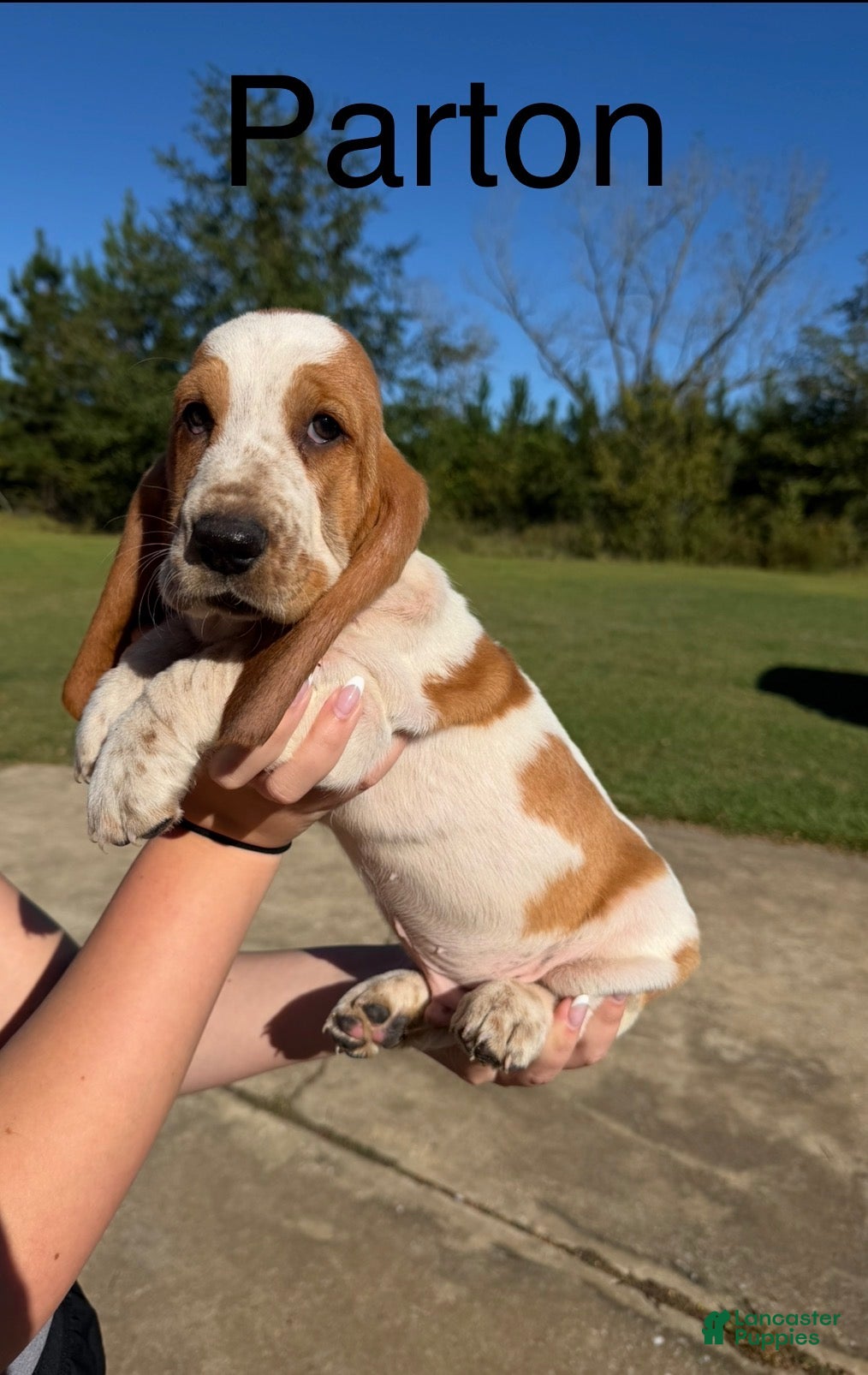 Basset Hound dogs for sale: Parton - Ad 2