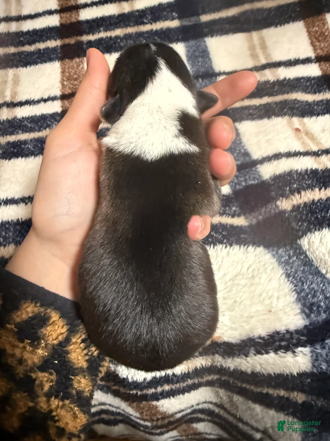 Welsh Corgi Pembroke dogs for sale: Welsh Corgi Pembroke Puppy 9 - Ad 2