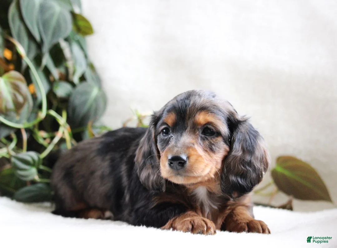 Miniature Dachshund dogs for sale: Mia - Ad 2