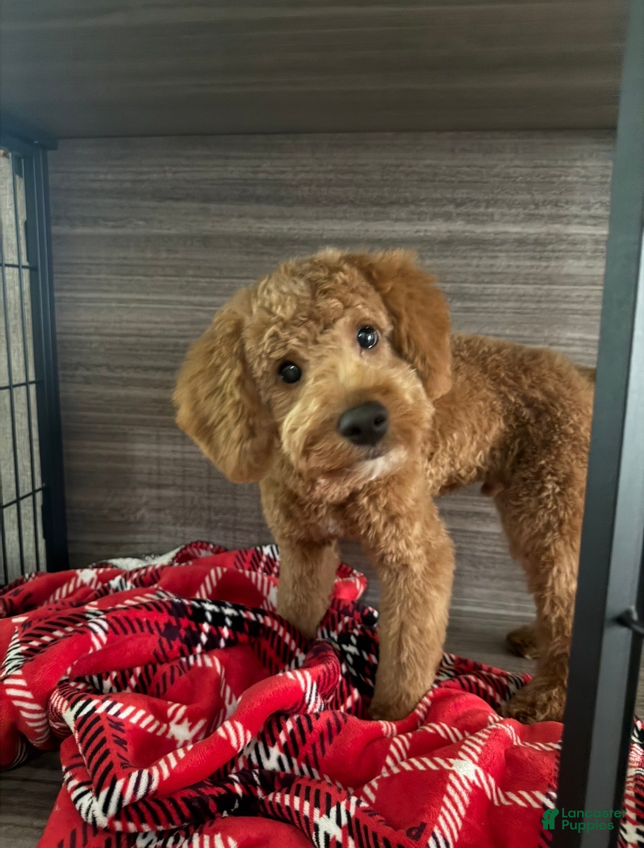 Cavapoo dogs Cavapoo 2 - Ad 1