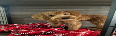 Cavapoo 2