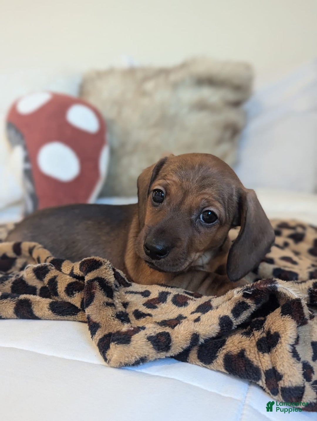 Dachshund dogs for sale: Posey  - Ad 2