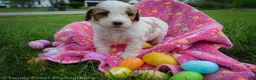 Goldendoodle dogs for sale: Miss Hot Pink - Ad 1