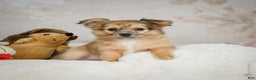 Chihuahua dogs for sale: Johnny - Ad 6