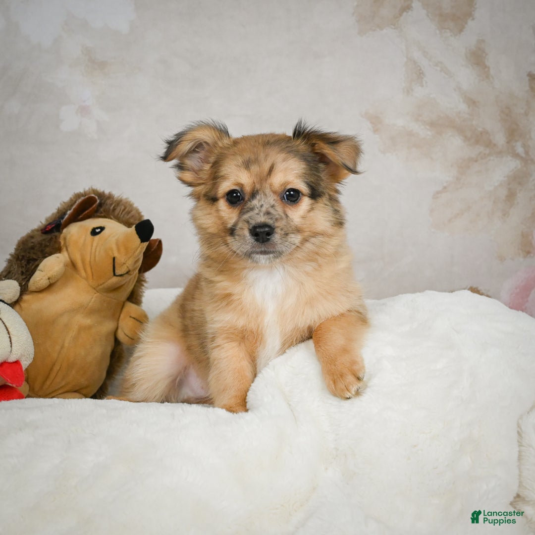 Chihuahua dogs for sale: Johnny - Ad 6